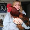 crazy_chicken_lover101