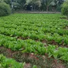 manhhuy345