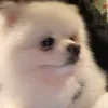 mudien_