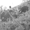 rosimereneves0