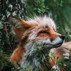 foxfell