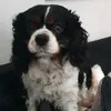 lewisbailey