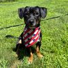 brunothechiwennie