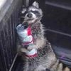 trashpanda134