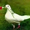 antonioperezsa255