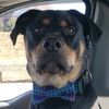 whiskeythedog24