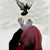 رفوهةالط