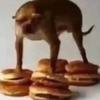 dogoncheeseburgers420