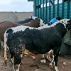 mohamedalwani0