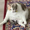 masteroftanukis