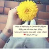 shazadam95