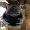 kurdis_