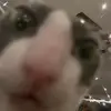 jazisntlit15