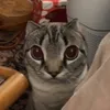 derp.yo