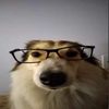 yoyasauce