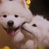 user6mlhgo3yk5