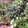 blueberry_bp