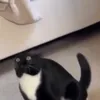 longpd