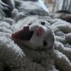 kawaii_ferrets