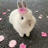 tuliptide_e