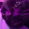 cat.ma.95