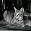 raulation_