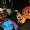 louisianacowboy