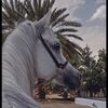 manosha_m0