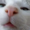 markothecatlord