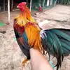 linhhoamy95