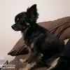 bitigusomaru.nikukyu_