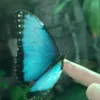 ellira_limb
