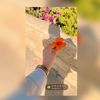 mayaj593