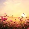 prenomsignification2