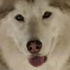 dogsinatrenchcoat