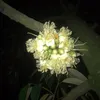 truongkhai63