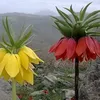 assad_saedahmad