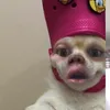 philphizzy247