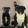 dancingdavies420