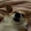 corgiwrangler