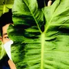 do_nguyen_nhan