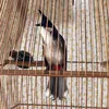 thanhvinh161100