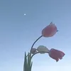 hfctrjnii