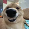 traii266