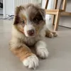 toffeelechiot