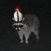 raccoonbishop