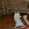 xel_cat