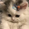 gmailmajjeu3y