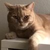 thebritishshorthair_mimi