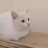 dguiodsauk